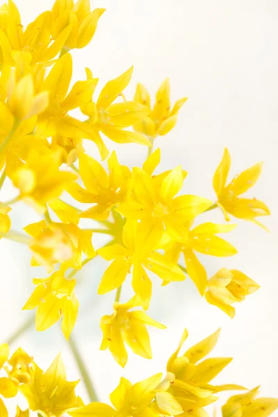 Gula blommor i vas — Stockfoto