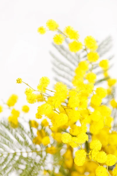 Rama de una Mimosa sobre un fondo blanco — Foto de Stock