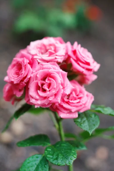 Rose rose sur la branche dans un jardin — Photo