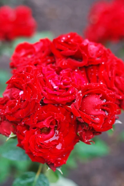 Rosa Vermelha no Ramo em um Jardim — Fotografia de Stock