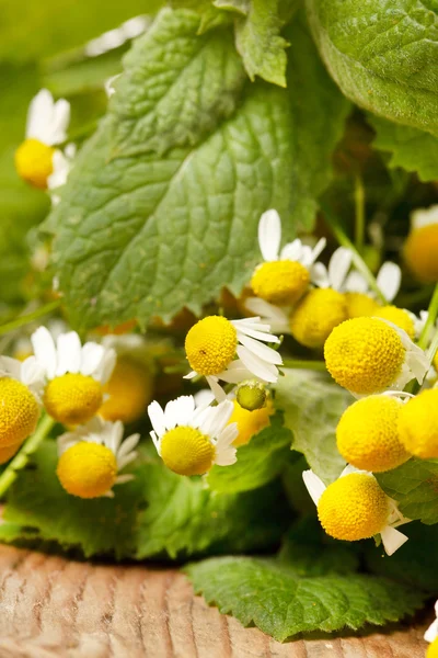 stock image Chamomiles and mint