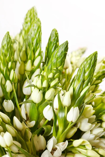 stock image Summer flowers