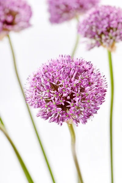 Hermosas flores — Foto de Stock