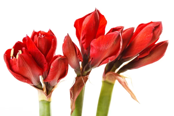 Röd amaryllis blommor — Stockfoto
