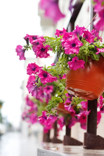 Petunie kwiaty — Zdjęcie stockowe