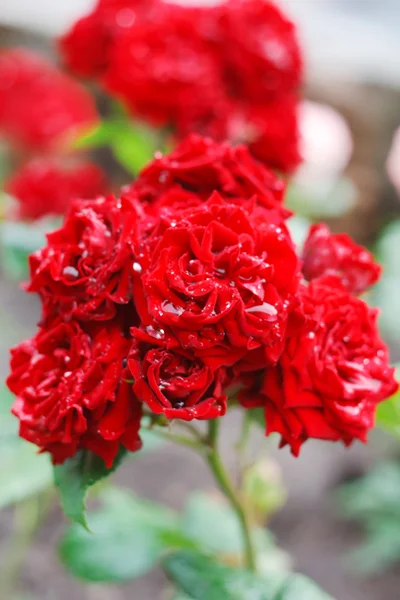 庭で枝に赤いバラ — ストック写真