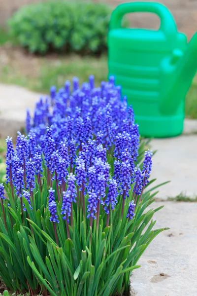 stock image Spring flowers in the garden