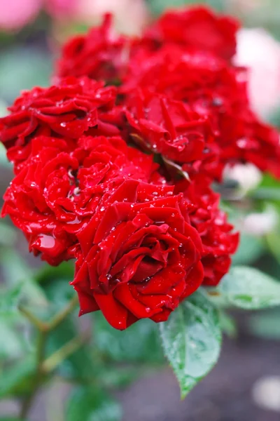 Rose rouge sur la branche dans un jardin — Photo