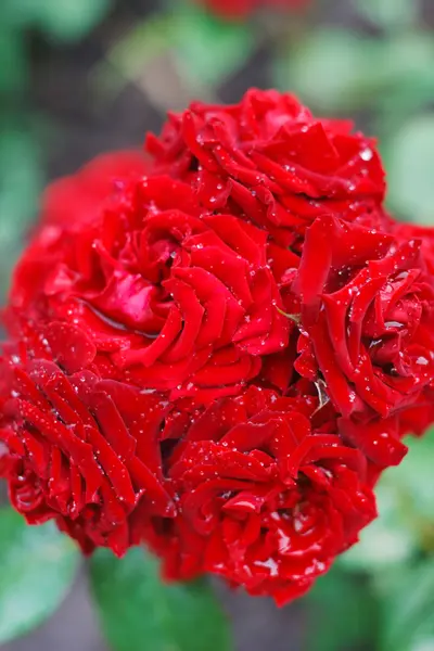 Rose rouge sur la branche dans un jardin — Photo