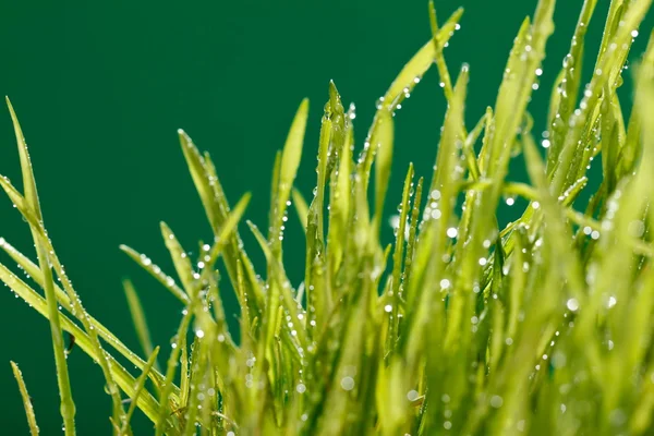Gras mit Wassertropfen — Stockfoto