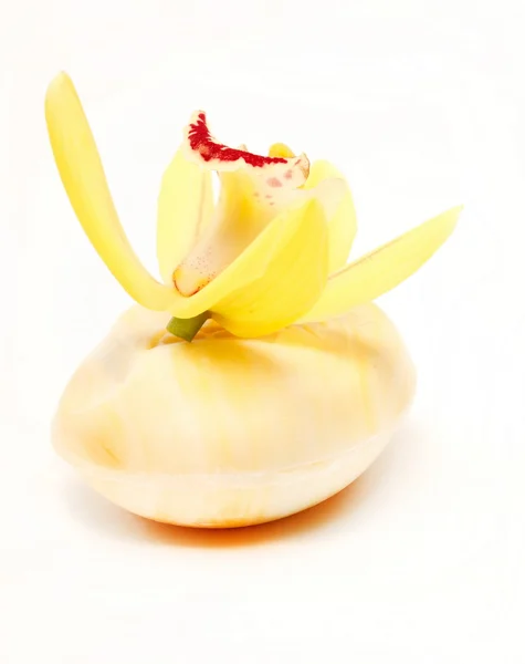 Мыло с орхидеей — стоковое фото