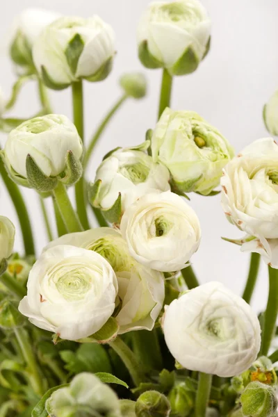 stock image White Ranunculus