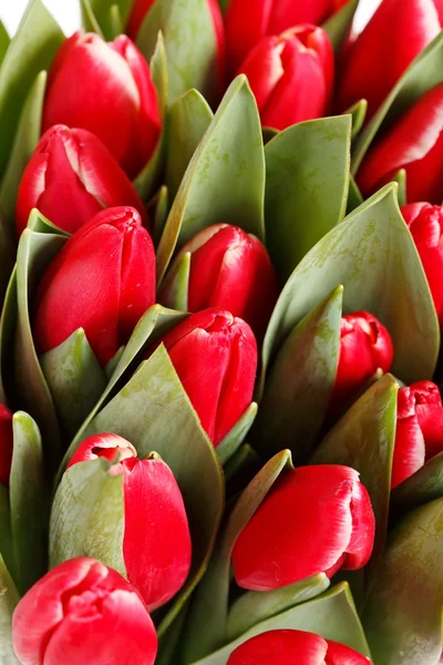 stock image Beautiful tulips