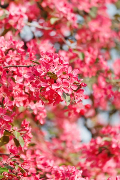 桜の花を持つ — ストック写真