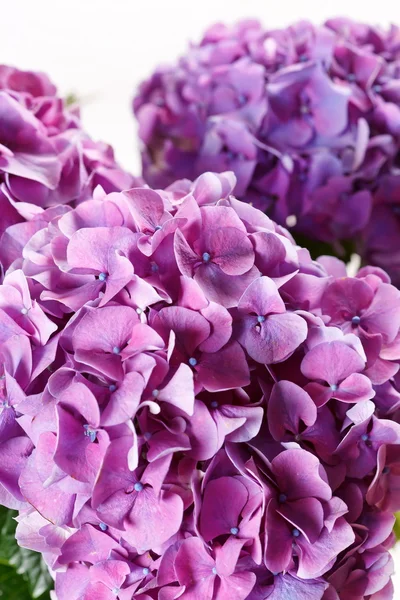 Krásné hortenzie — Stock fotografie