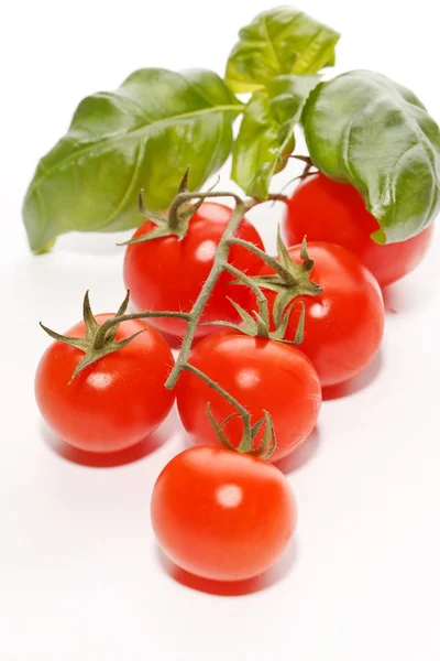 Čerstvá rajčata a bazalka — Stock fotografie