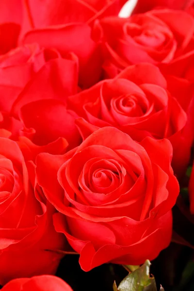 Smukke roser - Stock-foto