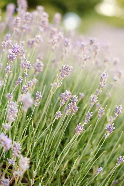 Lavender blossoms — Stock Photo, Image