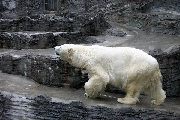 Beruang kutub — Stok Foto