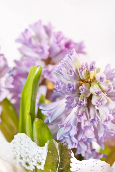 Krásné Hyacint — Stock fotografie