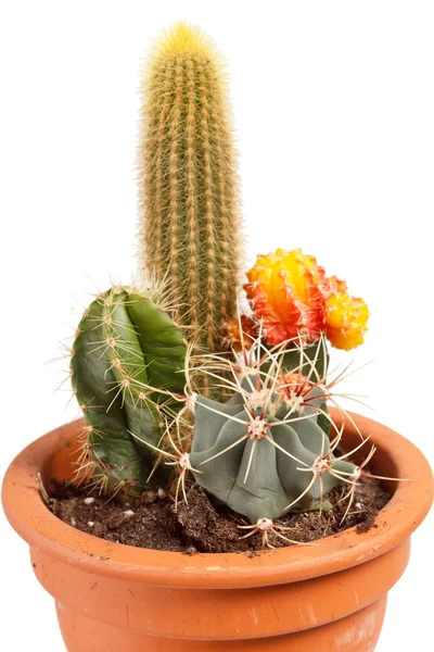 Jardin de cactus — Photo