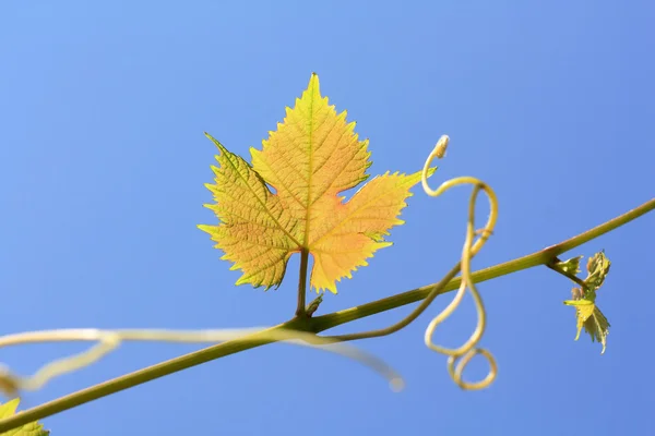Grape leaves under blue sky — Stock Photo, Image