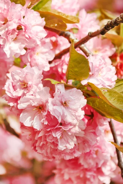 Japanese cherry with blossom — Stock Photo, Image
