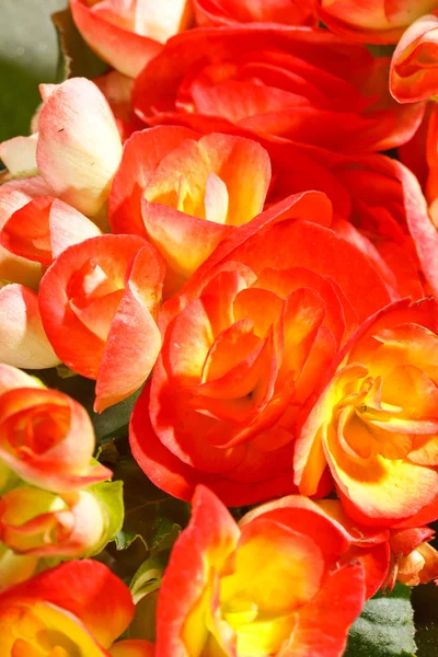Květ begonia — Stock fotografie