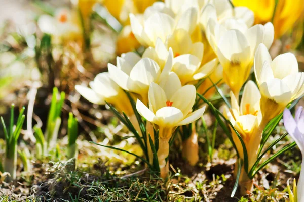 Reiche Frühlingsblumen — Stockfoto