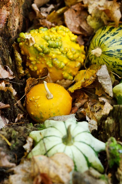 Pumpkins on a autumn valley — Stock Photo, Image