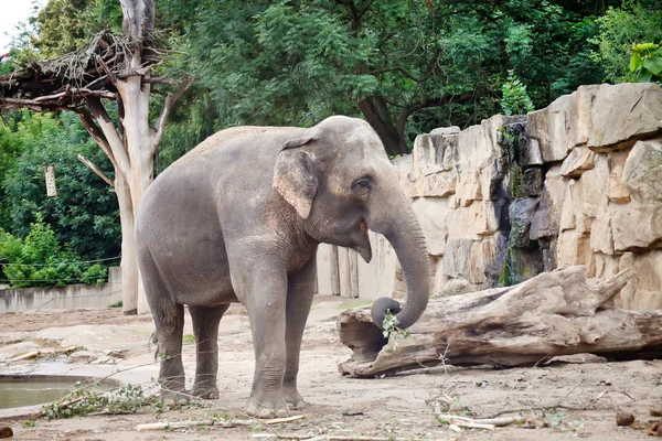 stock image African elephant