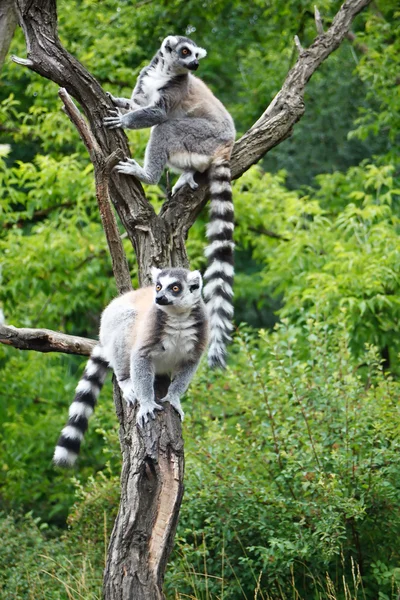 Niedliche Lemuren — Stockfoto