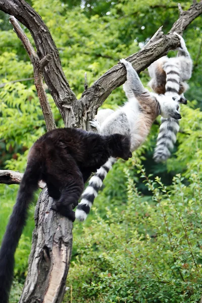 Söt lemurer — Stockfoto