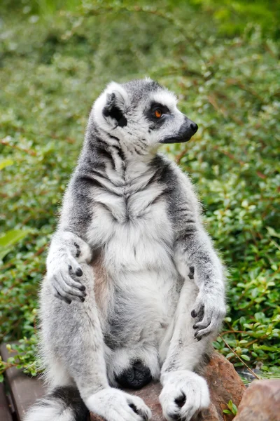 Lindo Lemur — Foto de Stock