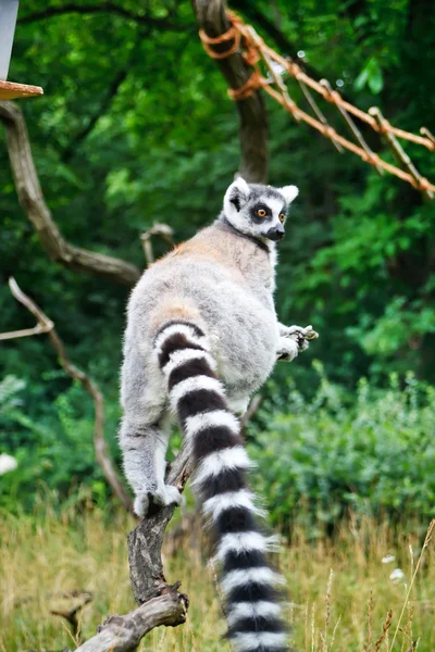 Ładny lemur — Zdjęcie stockowe
