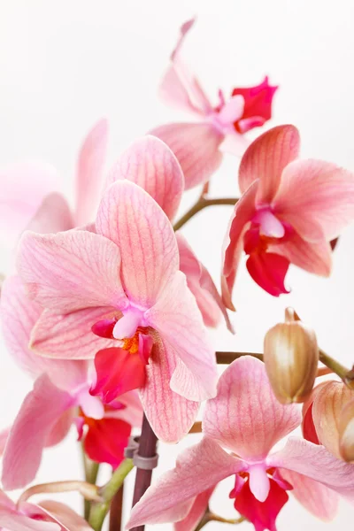 분홍색 난초 — 스톡 사진