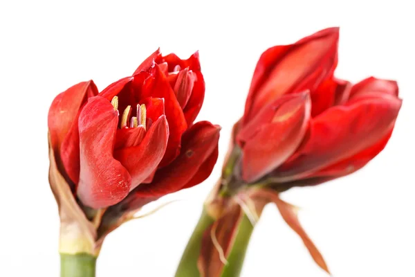 Λουλούδια amaryllis κόκκινο — Φωτογραφία Αρχείου
