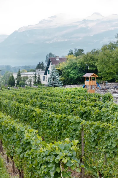 stock image Beautiful Vineyard Landscape