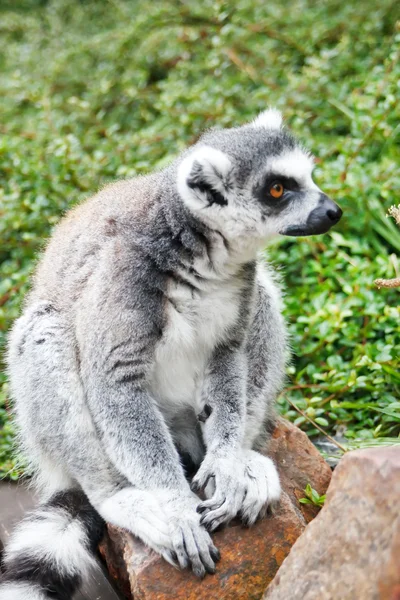 Lemur bonito — Fotografia de Stock