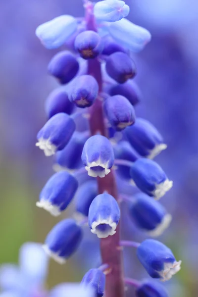 stock image Grape hyacinth in spring