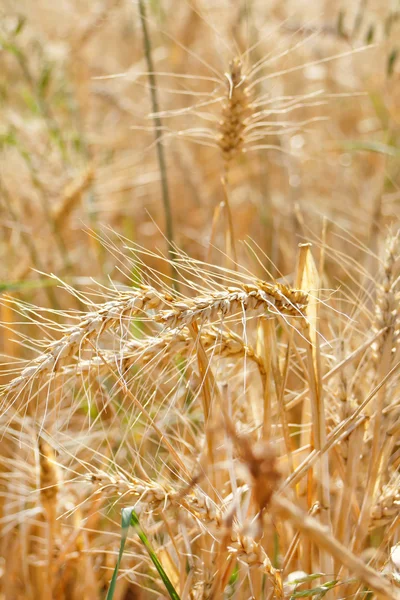 Campos de trigo — Foto de Stock