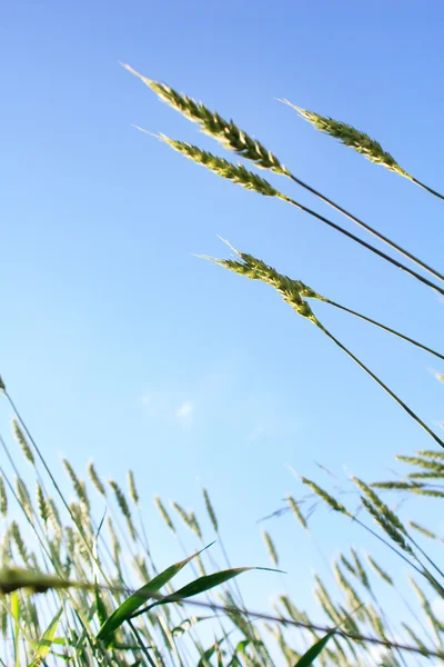 Пшеница в голубом небе — стоковое фото