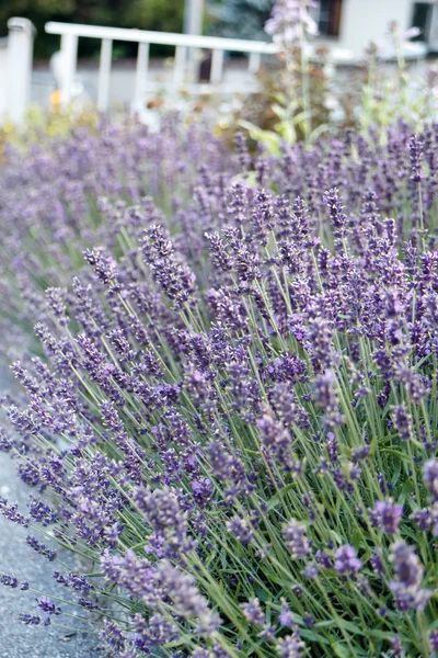 Lavender in the summer — Stock Photo, Image