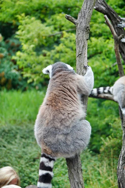 Yakışıklı lemur — Stok fotoğraf
