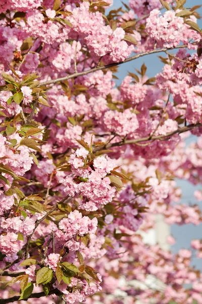 Cerezo japonés con flor — Foto de Stock