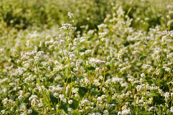 Karabuğday çiçek alanı — Stok fotoğraf