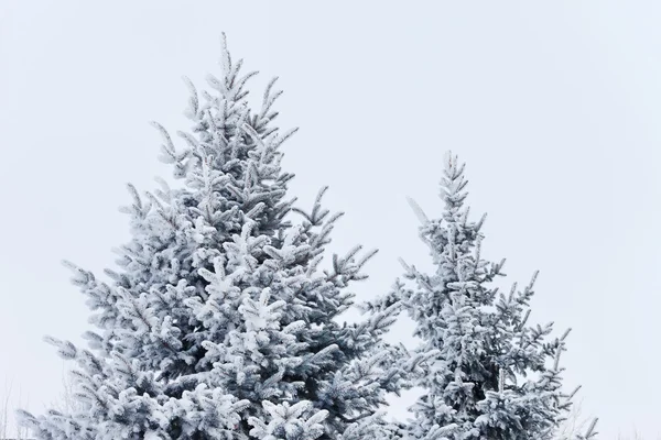 Parco invernale sulla neve — Foto Stock