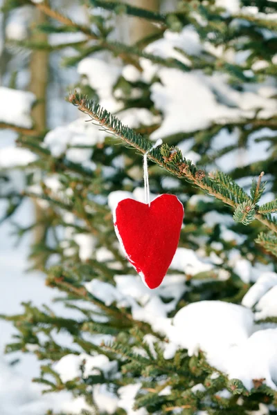 Heart on the branch of fir — Stock Photo, Image
