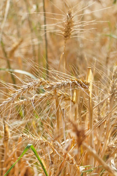 Campos de trigo — Foto de Stock