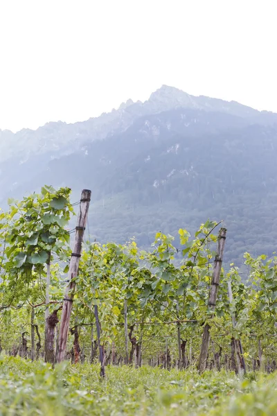 stock image Beautiful Vineyard Landscape